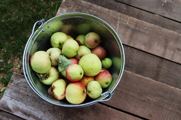 organic apples lie in a tin bucket on the wooden porch. Harvesting fruits