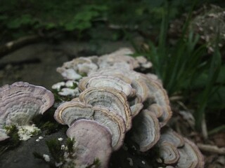 mushroom on the stump