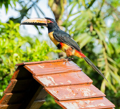 The ranphasids, commonly known as toucans, dioted&eacute; or diosted&eacute; are a family of birds of the order of the piciformes is very broad as it houses six genera and forty-two different species of toucans.