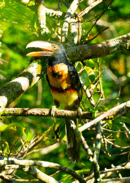 The ranphasids, commonly known as toucans, dioted&eacute; or diosted&eacute; are a family of birds of the order of the piciformes is very broad as it houses six genera and forty-two different species of toucans.
