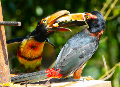 The ranphasids, commonly known as toucans, dioted&eacute; or diosted&eacute; are a family of birds of the order of the piciformes is very broad as it houses six genera and forty-two different species of toucans.