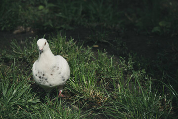 white dove on grass