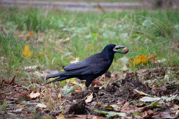 blackbird on the grass