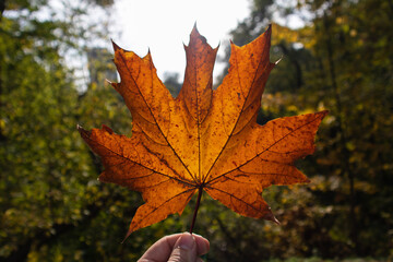 autumn maple leaves