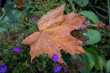 autumn leaves on the ground