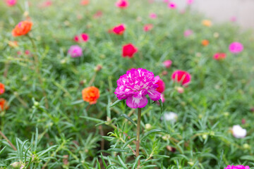 Obraz na płótnie Canvas Flower Grandiflora, japanese rose. Beautiful sun plant. 