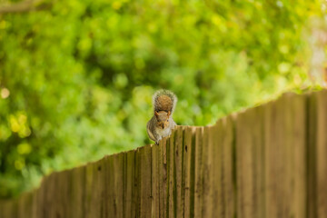 Brown cute Squirrel on a wooden fence looking at the camera