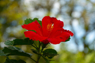 Hibiscus, commonly called hibiscus, is a genus of about 150 accepted species, of the more than 1000...