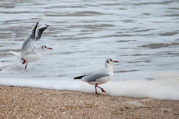 seagulls on the beach
