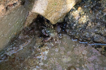 close up of a crab