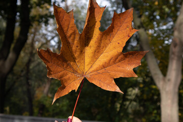 red maple leaf