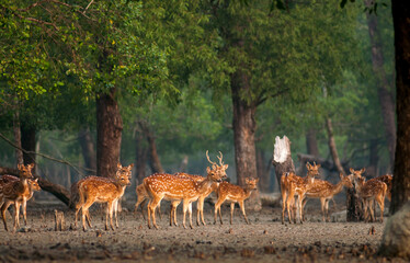 herd of deer