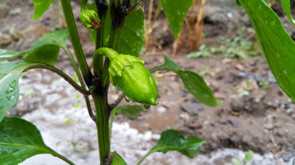 A small, green, single pepper on a bush. Gardening and agriculture. Vegetables and fruits. Cultivation of crops. Agricultural industry.