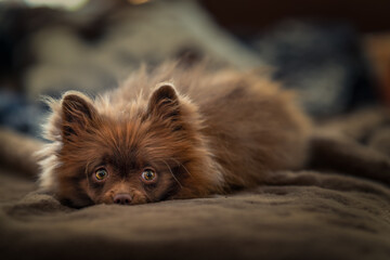 Dog Puppy