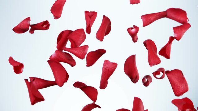 Super slow motion of falling rose petals on clear white background. Filmed on high speed cinema camera, 1000 fps.
