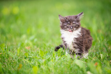 Naklejka na ściany i meble small fluffy playful gray Maine Coon kitten with white breast is walking on the green grass.