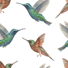 Bird hummingbird watercolor hand-drawn illustration. Patern seamless print textile realism sketch vintage