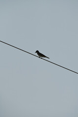 An Eastern Kingbird perched on a Powerline
