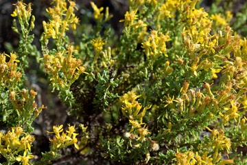 Yellow flowers in Elfin Forest in Morro Bay, CA.