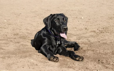 Fototapeten Labrador pup ligt in het zand © photoPepp