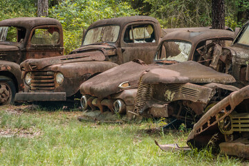 Old rusted Ford pickup trucks