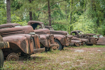 Old rusted Ford pickup trucks