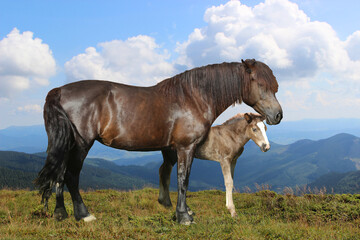 horse and foal, mountain breed mare mother with foal in the mountains