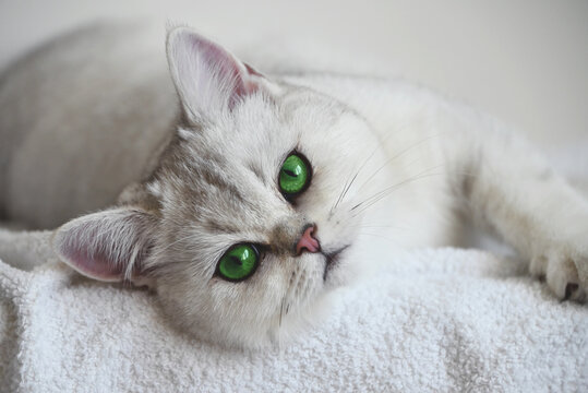 A white cat with green eyes lies on a white background. British silver chinchilla.