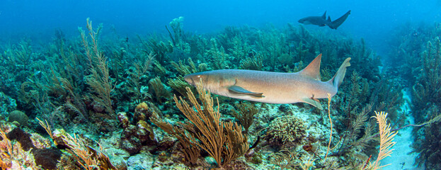 Nurse shark during a scuba dive at Belize
