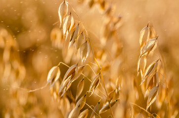 Golden ears of oat on the field.
