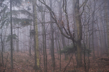 misty autumn forest in the morning 