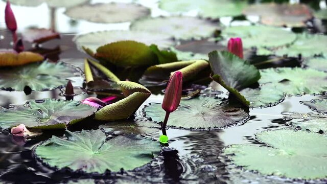 Water lilies in the pond water