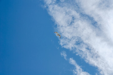 Naklejka na ściany i meble white gull flies in the blue sky