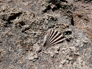 una conchiglia fossile negli scogli marini