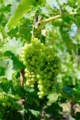 grapes on the vine