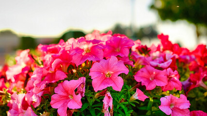Pink red petunia flowers grow in the garden. Glowing in sunlight.
