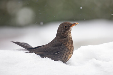 female blackbird in snow