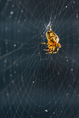 Close up of a garden cross spider (Araneus diadematus) in its web, illuminated by the sun.