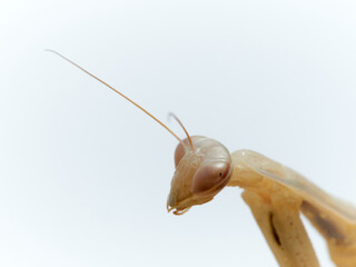 Brown praying mantis. Mantis religiosa.       