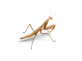 Brown praying mantis. Mantis religiosa.       