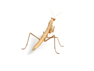 Brown praying mantis. Mantis religiosa.       