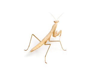 Brown praying mantis. Mantis religiosa.       