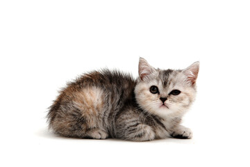 tabby purebred kitten sits on a white isolated background