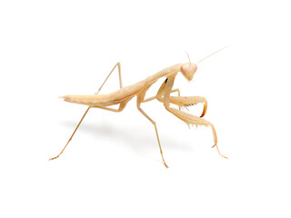 Brown praying mantis. Mantis religiosa.       