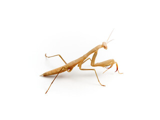 Brown praying mantis. Mantis religiosa.       