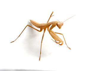 Brown praying mantis. Mantis religiosa.       