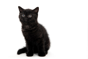 Obraz premium black parody kitten sitting on white isolated photo