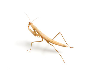 Brown praying mantis. Mantis religiosa.       
