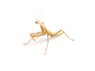 Brown praying mantis. Mantis religiosa.       