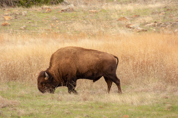 american bison in park national park